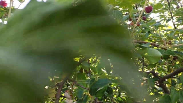 Минутка релакса. Малиновое лето. Малиновое дерево. Малиновый виноград. смотреть онлайн