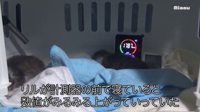 保護４日目 子猫の保育室の警報機が作動した日 【瀬戸のりる＆ねる日記】 смотреть онлайн