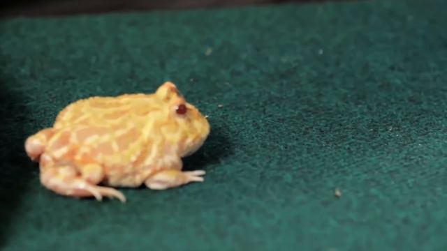 10 Most Beautiful Frogs on Planet Earth смотреть онлайн