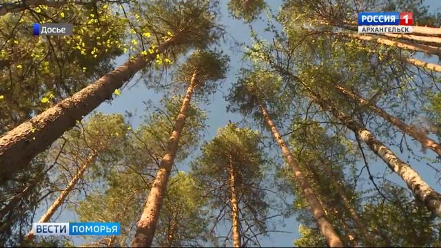 В Архангельской области подписали документ о создании Двинско-Пинежского заказника смотреть онлайн