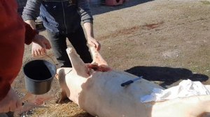 ЭТОТ СПОСОБ ОБРАБОТКИ СВИНЬИ ИСПОЛЬЗОВАЛИ НАШИ ДЕДЫ И ПРАДЕДЫ! КАК Я ОБРАБАТЫВАЮ СВИНЬЮ