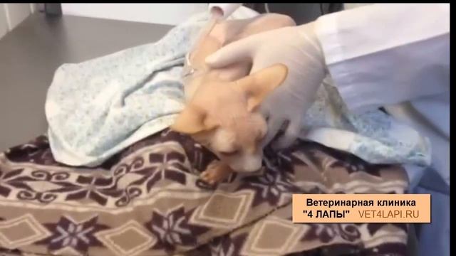 Дарсонваль клиника Вет4лапы г. Волгоград смотреть онлайн