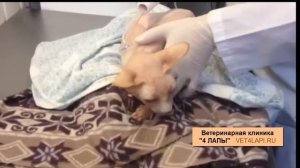 Дарсонваль клиника Вет4лапы г. Волгоград