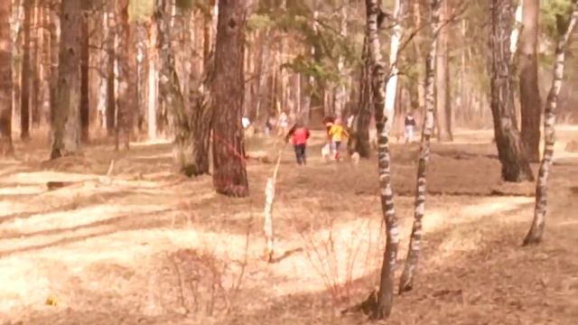 Тренировка молодых собак :) клуб Хей-хей смотреть онлайн