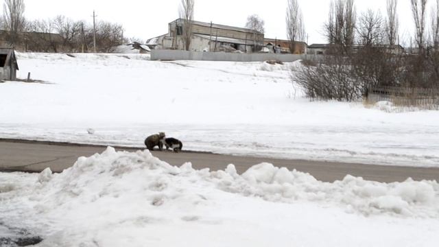 Коты прилетели Мартовские коты! Наш кот "Барсик "загулял". смотреть онлайн