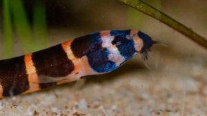 АКАНТОФТАЛЬМУС КЮЛЯ. СОДЕРЖАНИЕ В АКВАРИУМЕ