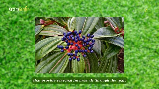 6 Exquisite Front Yard Shrubs To Elevate Your Home's Beauty 🌺🏠🍀 // Gardening Ideas