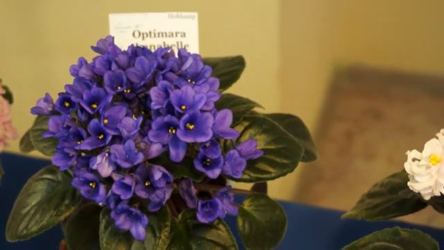 ВЫСТАВКА ФИАЛОК 11-14 сентября,Самарский Дом фиалки. смотреть онлайн