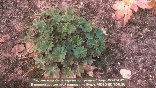 Многолетние растения сада, декоративные в конце апреля. смотреть онлайн