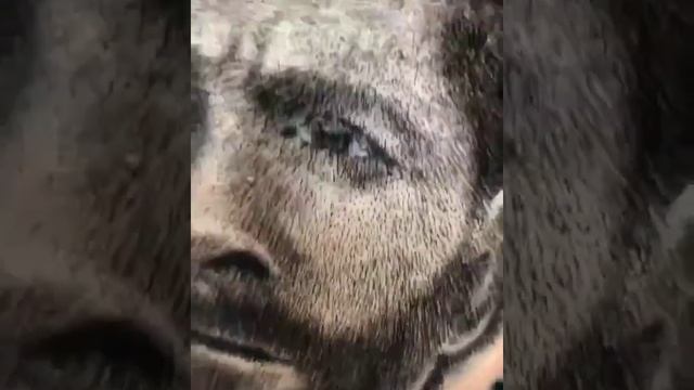 Messi Txiav Plaub Haus смотреть онлайн