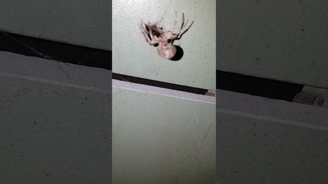 Паучок vs двухвостка 4 смотреть онлайн