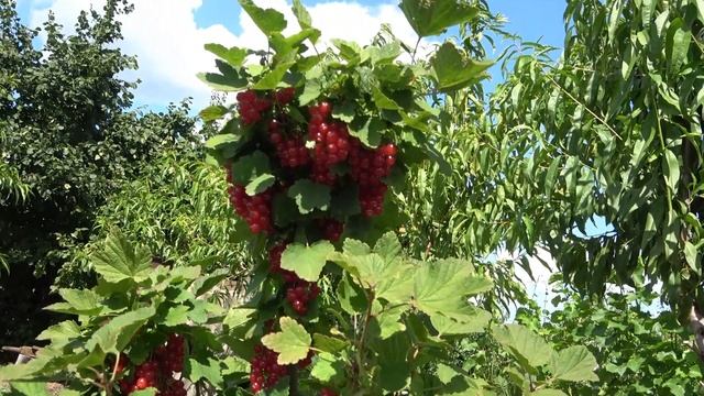 Урожайные, высокоустойчивые сорта с крупной ягодой. Смородина ДжонкерВанТетс, Татран. Ежевика Натче смотреть онлайн