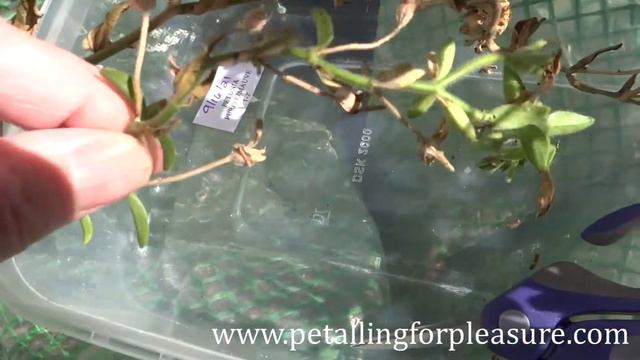 Harvesting petunia seed смотреть онлайн