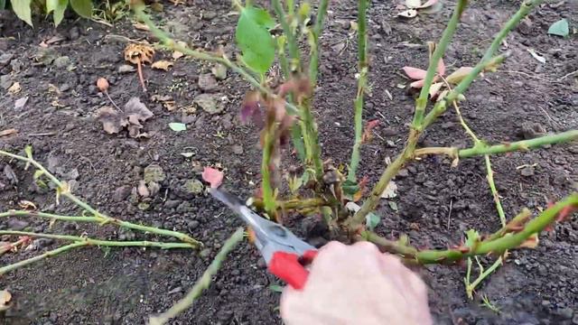 Осенняя обрезка роз. Приготовила каркас и укрытие. смотреть онлайн