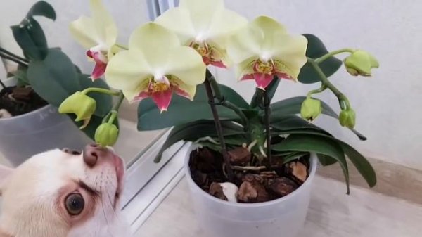 Орхидея ФОРТУНА Phalaenopsis FORTUNE Saltzman MONTCLAIR цветение орхидеи orchid orchids
