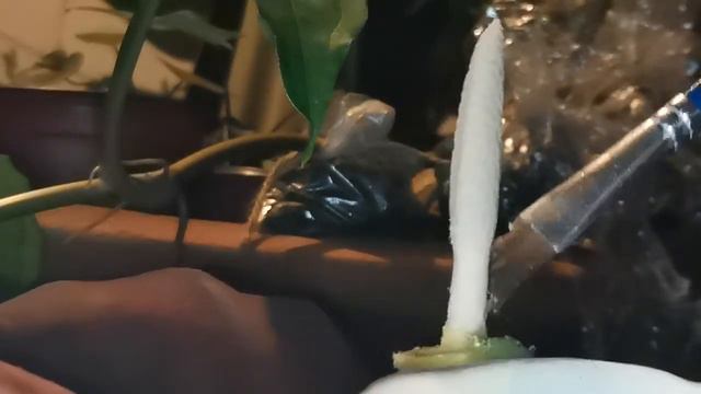 Hand Pollination Of A Thai Hybrid Caladium Part 1 #Thaihybridcaladium #caladium #caladiumhybrid