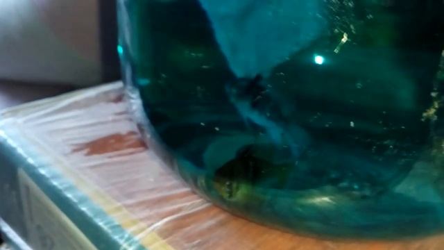 Карантин для рыбок перед заселением в аквариум