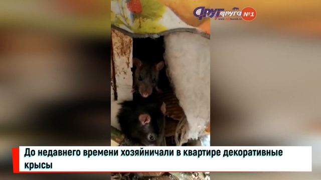 Десятки крыс хозяйничали в курской квартире смотреть онлайн