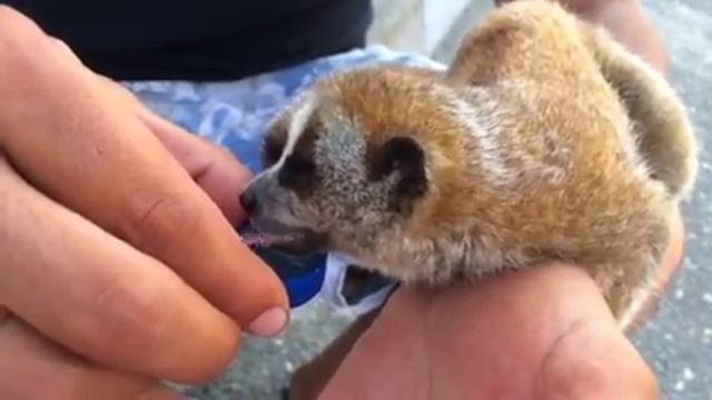 лемур Лори смотреть онлайн