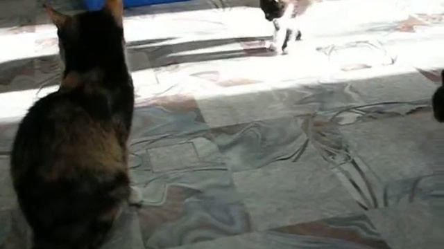 Наша кошка с котятами смотреть онлайн