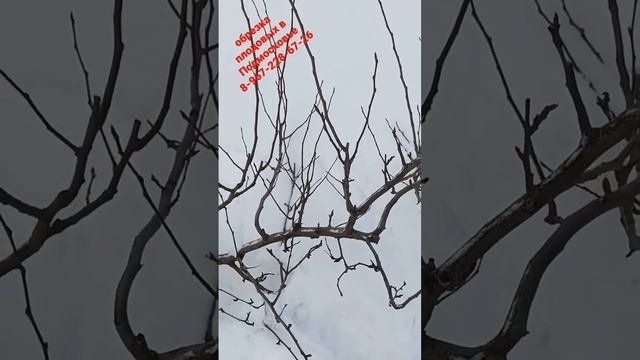 что такое скелетная ветка плодового дерева смотреть онлайн