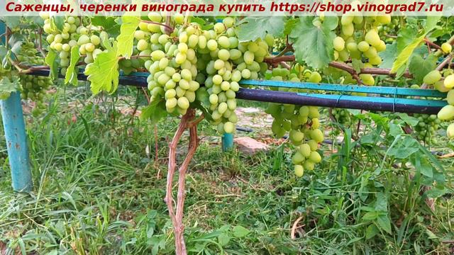 Парад окрашивания ультраранних ГФ винограда 2 июля 2024 года. ГФ винограда СНЕЖОК смотреть онлайн