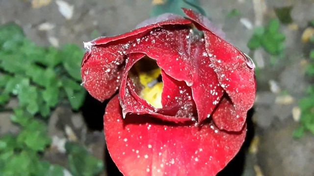 📹 ТЮЛЬПАН 🌷 бардового цвета. ❤️ В ночи... смотреть онлайн