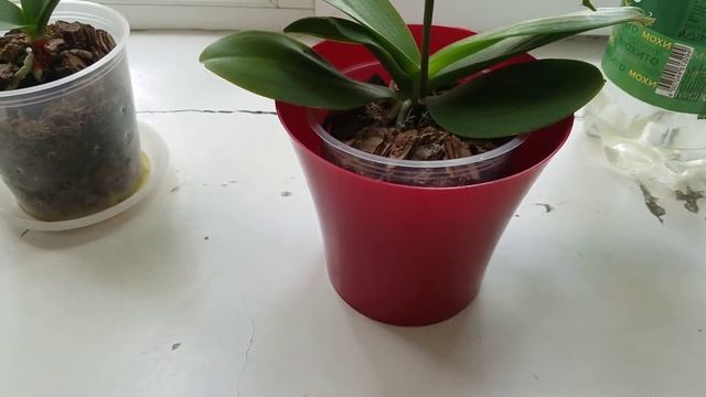 ?Орхидеи на работе, ?? полив?