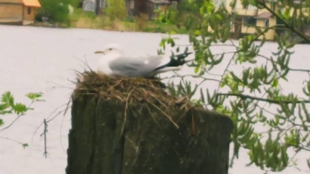 Любимцы на Камеру