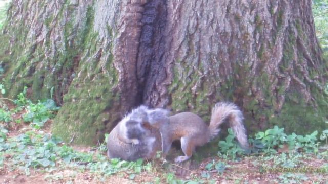 EPIC WILD SQUIRRELS LIFE. TWO SQUIRRES, ONE GAME. EPIC JUEGO DE ARDILLAS SALVAJES смотреть онлайн