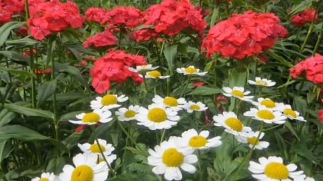 Море цветов смотреть онлайн