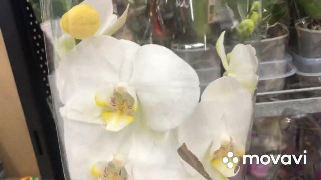 Свежие орхидеи Kaufland и редкие орхидеи в COP . Mannheim. frische Orchideen Kaufland und COP смотреть онлайн