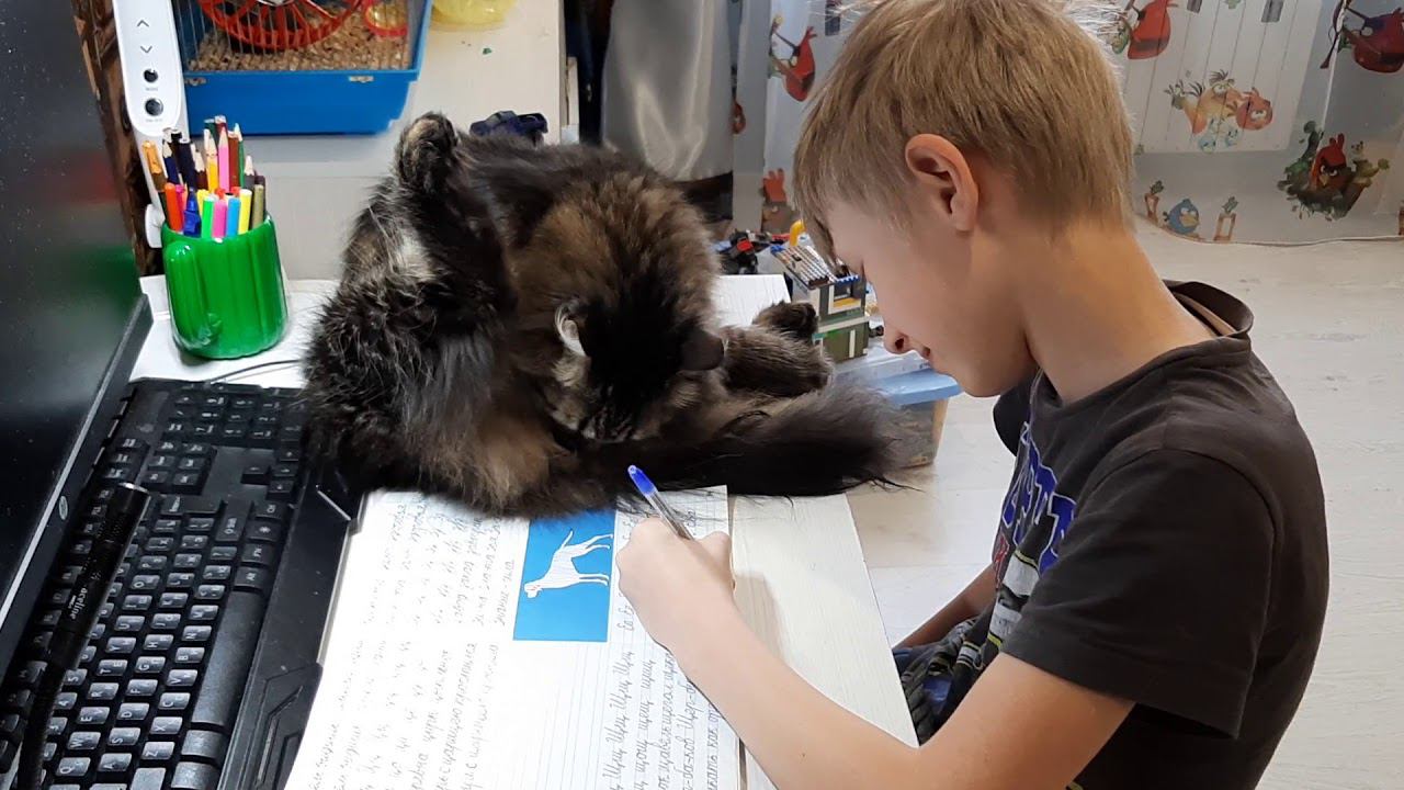 Уроки с котом