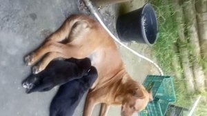 Щенки. Собака кормит щенков.