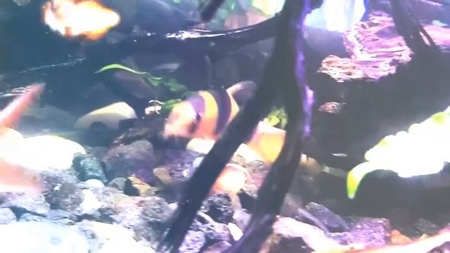 Ikan Botia Badut (Chromobotia macracanthus) смотреть онлайн