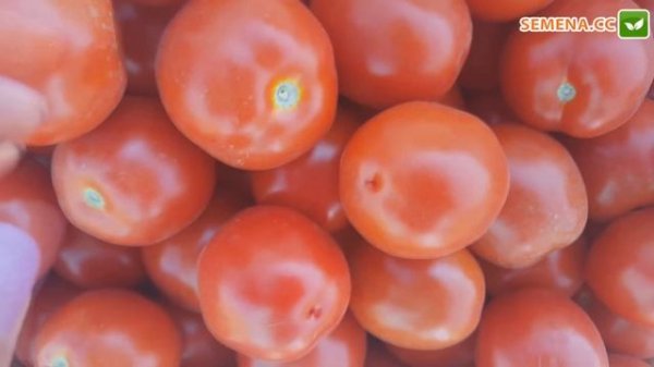 Мицена F1 томат (Syngernta)