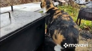 Как закоптить утку ГОРЯЧЕГО копчения. Приятного аппетита!