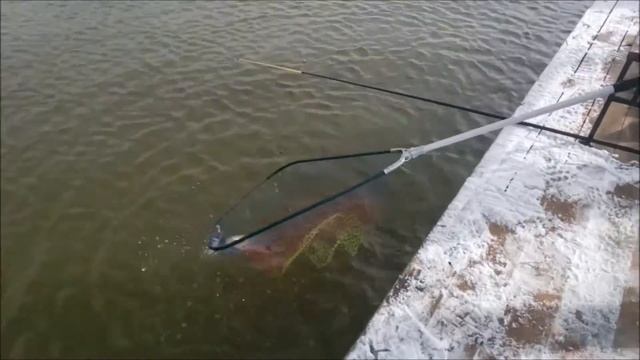 Рыбалка на ViP зоне в Савельево-1! 25.03.17 смотреть онлайн