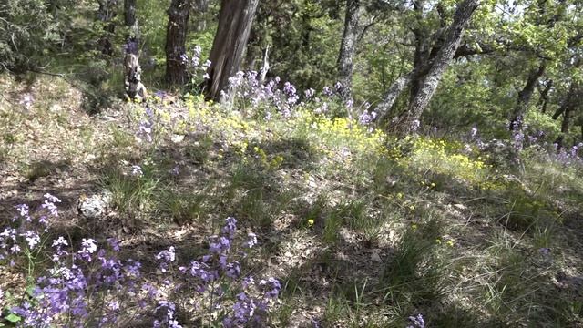 Лесная тишина 2022.mp4