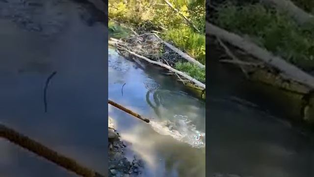 Как ловить рыбу сачком смотреть онлайн