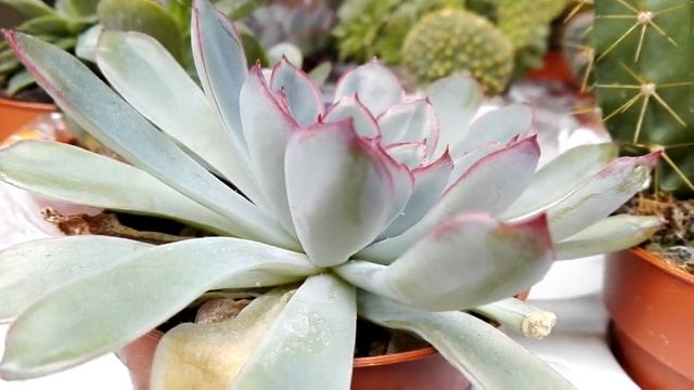 Echeveria Cante (White Cloud)
