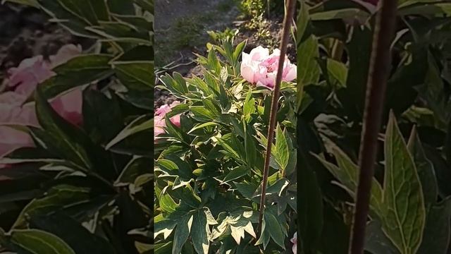 Древовидный пион Шима Нишики смотреть онлайн