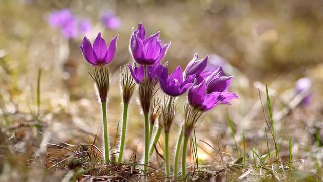 "Для счастья не нужно особой причины.." Стих, Шинкарева С. смотреть онлайн