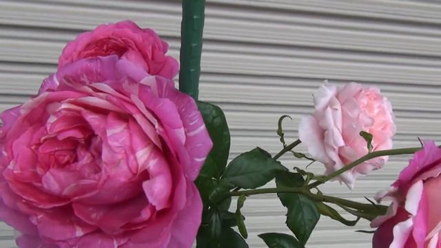 源平咲きの薔薇、ついに実現！ A la mode Chantal Merieux 2021 смотреть онлайн