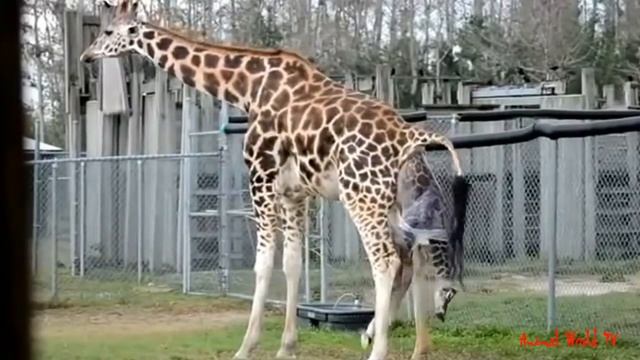 Giraffe Mating In Love Then Female Giraffe Giving Birth Sucess смотреть онлайн