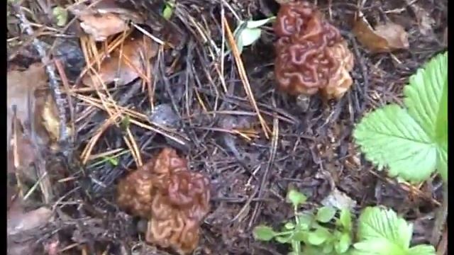 Грибы Строчки. Как растут. Лес Телеши. смотреть онлайн