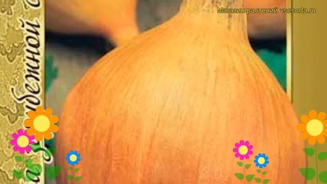 Лук репчатый Эксибишен. Краткий обзор, описание характеристик Exhibition смотреть онлайн