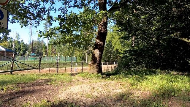 Вся БЕЛОВЕЖСКАЯ ПУЩА в одном видео | СКОЛЬКО СТОИТ | ЧТО ПОСМОТРЕТЬ | ГДЕ ПОЕСТЬ смотреть онлайн