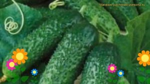 Огурец Престиж F1 (Огурец). Краткий обзор, описание характеристик, где купить, семена