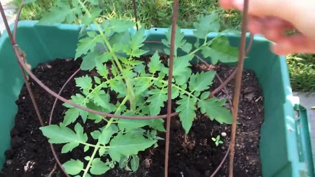 Container Garden | Tomato and Cantaloupe смотреть онлайн